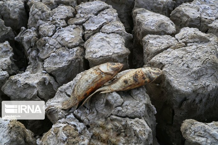 ۴۲ درصد تالابهای کشور خشک شد/ تبدیل یک میلیون هکتار از عرصههای طبیعی ایران به بیابان