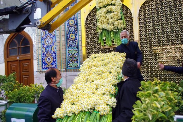 نذری از جنس گل/ نرگس جویبار پیشکش شاه خراسان شد