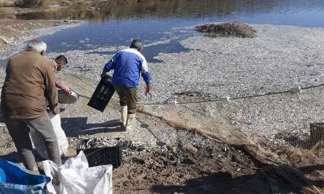 دلیل مرگ ماهی‌های رودکُر فارس هنوز اعلام نشده است