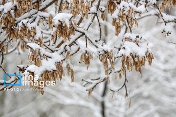 Snow makes up different areas in Hamedan, western Iran