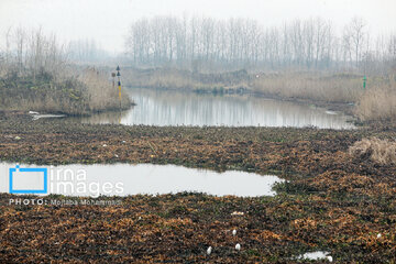 Shadow of death over northern Iranian wetland ‘Anzali’