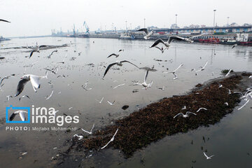 Shadow of death over northern Iranian wetland ‘Anzali’