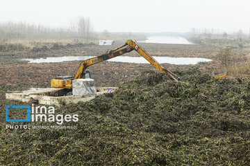 Shadow of death over northern Iranian wetland ‘Anzali’