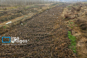 Shadow of death over northern Iranian wetland ‘Anzali’