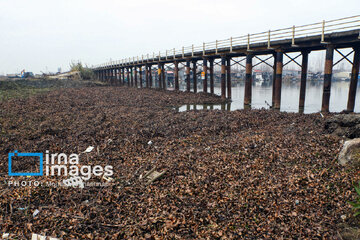 Shadow of death over northern Iranian wetland ‘Anzali’