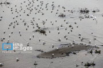 Shadow of death over northern Iranian wetland ‘Anzali’