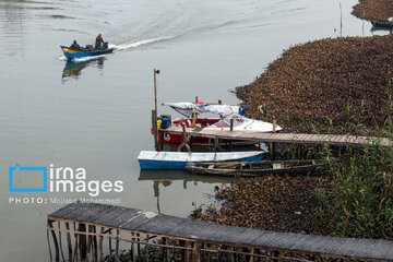 Shadow of death over northern Iranian wetland ‘Anzali’