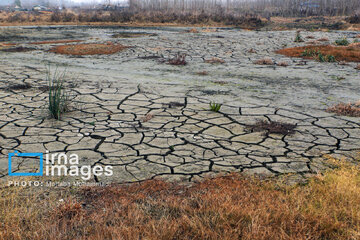 Shadow of death over northern Iranian wetland ‘Anzali’