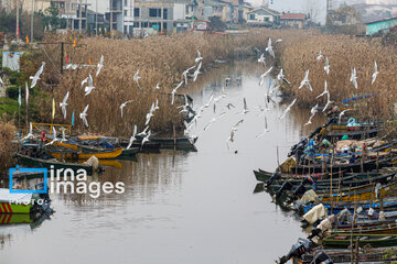 Shadow of death over northern Iranian wetland ‘Anzali’