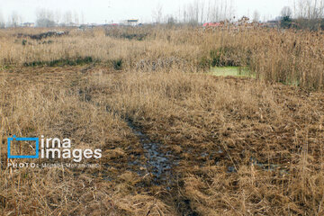 Shadow of death over northern Iranian wetland ‘Anzali’