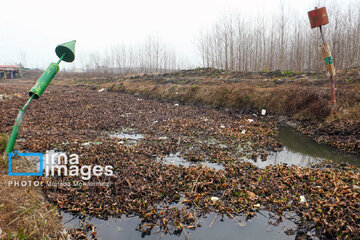 Shadow of death over northern Iranian wetland ‘Anzali’