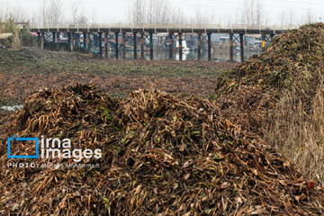 Shadow of death over northern Iranian wetland ‘Anzali’