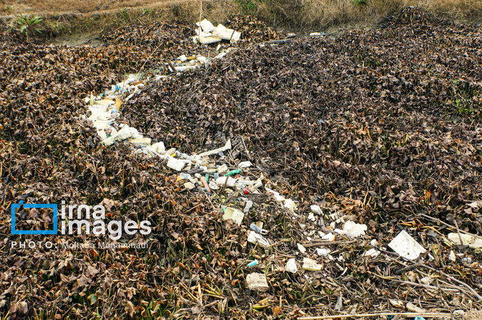 فاضلاب؛ دمل چرکین و کهنه تالاب انزلی