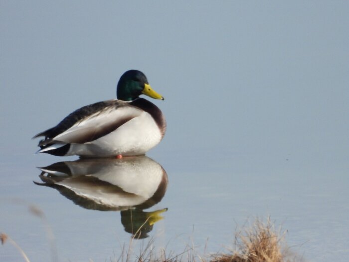 درهای بهشت باز شد؛ پمپاژ پنج میلیون مترمکعب آب برای نجات میانکاله