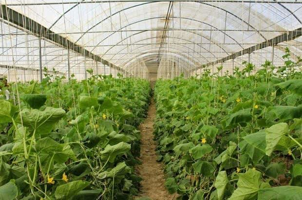 نظام مهندسی کشاورزی استان تهران از توسعه گلخانه ها حمایت می کند + فیلم