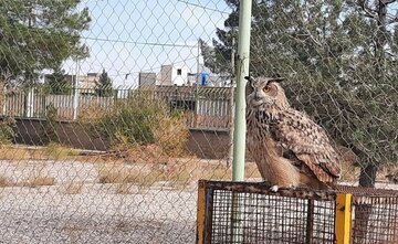 یک بهله "شاه بوف" به حفاظت محیط زیست اردستان تحویل شد