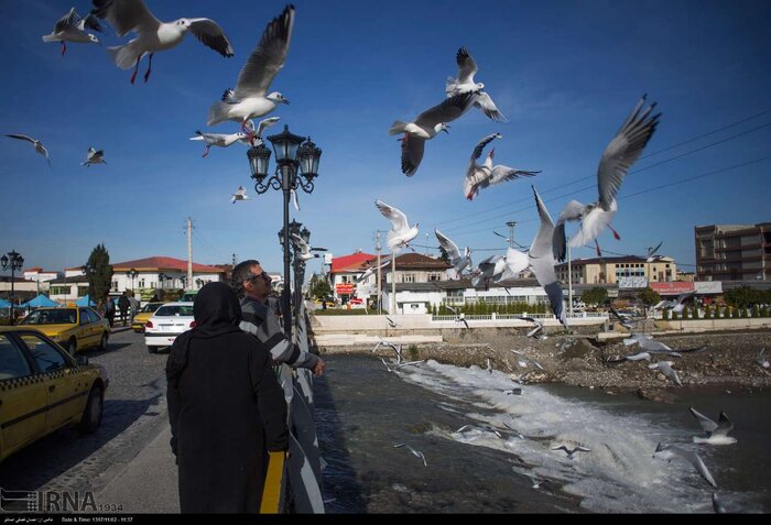 مصایب بلندمرتبه سازی در مازندران برای پرندگان مهاجر