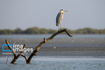 Tiyab Bay, habitat of migratory birds