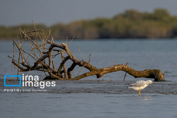 Tiyab Bay, habitat of migratory birds