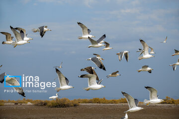 Tiyab Bay, habitat of migratory birds