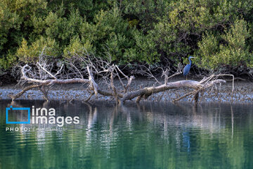 Tiyab Bay, habitat of migratory birds