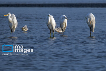 Tiyab Bay, habitat of migratory birds