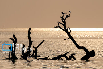 Tiyab Bay, habitat of migratory birds