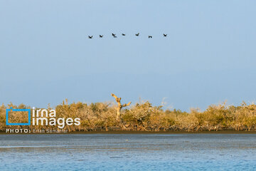 Tiyab Bay, habitat of migratory birds