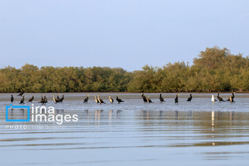 Tiyab Bay, habitat of migratory birds