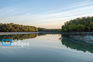 Tiyab Bay, habitat of migratory birds