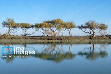 Tiyab Bay, habitat of migratory birds