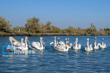 Tiyab Bay, habitat of migratory birds