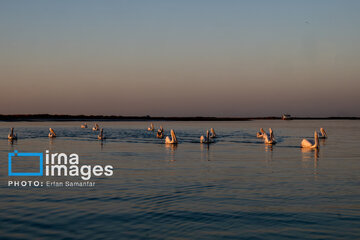 Tiyab Bay, habitat of migratory birds