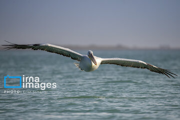 Tiyab Bay, habitat of migratory birds