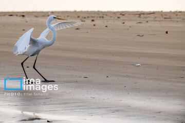 Tiyab Bay, habitat of migratory birds