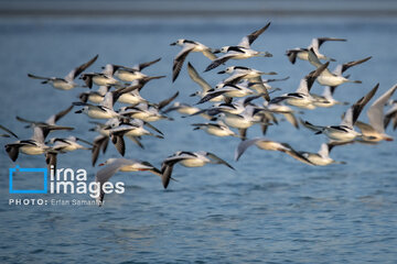 Tiyab Bay, habitat of migratory birds