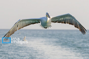 Tiyab Bay, habitat of migratory birds