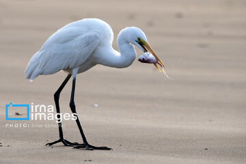 Tiyab Bay, habitat of migratory birds