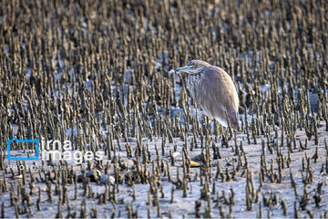 Tiyab Bay, habitat of migratory birds