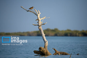 Tiyab Bay, habitat of migratory birds