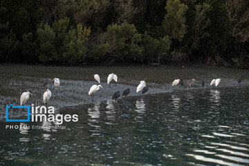 Tiyab Bay, habitat of migratory birds