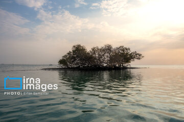 Tiyab Bay, habitat of migratory birds