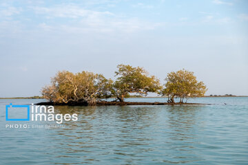 Tiyab Bay, habitat of migratory birds