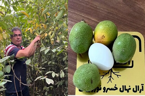 خرید نهال گردو و خرید نهال بادام، سرمایه‌گذاری هوشمندانه در باغداری