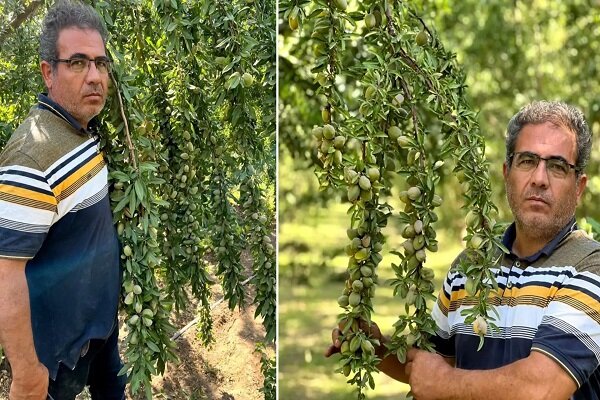 خرید نهال گردو و خرید نهال بادام، سرمایه‌گذاری هوشمندانه در باغداری