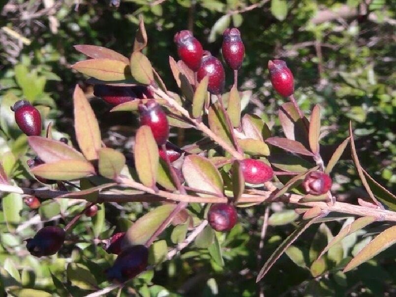 طرح توسعه و احیای گیاه دارویی مورد در سراب گیلانغرب