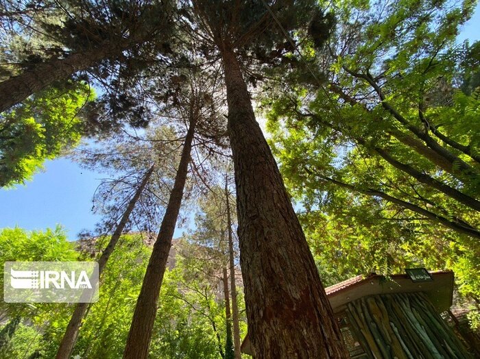 جنگلهای گیلان میراثی ارزشمند؛ نیازمند حفاظت همه جانبه