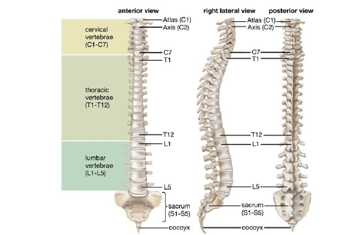 سه درصد مردم به انحراف ستون فقرات مبتلا هستند