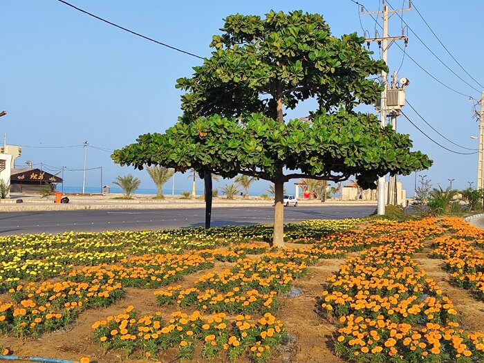 ۱۰۰هزار اصله نهال در گلخانه شهرداری بوشهر تولید و غرس شد