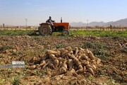 کارخانه قند همدان متعهد به تحویل چغندر کشاورزان شد